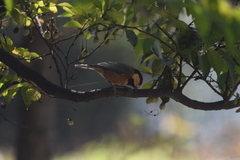 Sittiparus varius