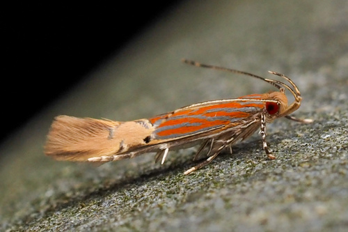 Labdia semicoccinea (Stainton, 1859)