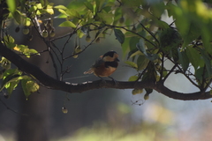 Sittiparus varius