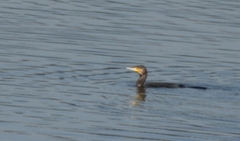 Phalacrocorax
