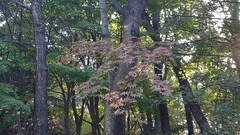 Acer palmatum