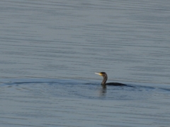 Phalacrocorax