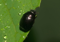Apogonia cribricollis