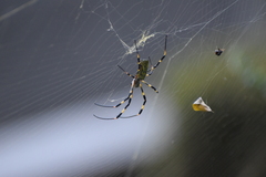 Trichonephila clavata