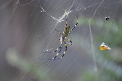 Trichonephila clavata