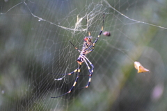Trichonephila clavata