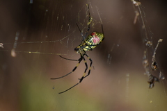 Trichonephila clavata