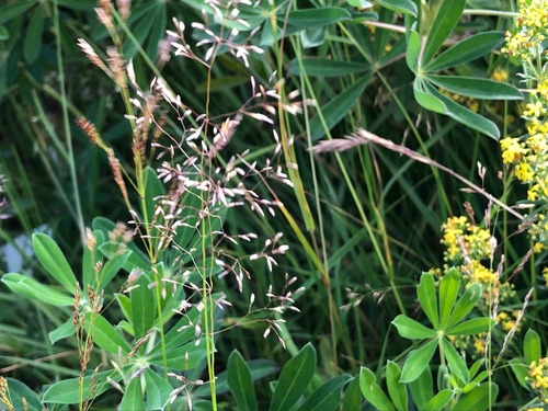 psinček (Agrostis)