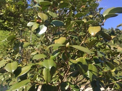 Camellia japonica