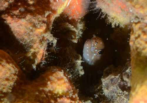 Caribbean chestnut moray (Enchelycore carychroa) — Muraenidae — 5