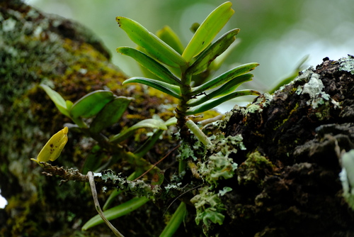 Calyptrochilum image