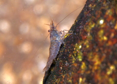 Caridina cantonensis