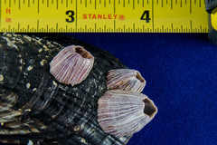 Megabalanus californicus