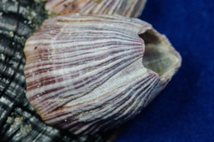 Megabalanus californicus