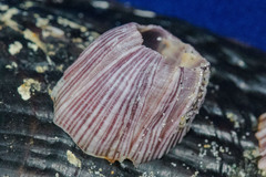 Megabalanus californicus