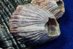 Megabalanus californicus