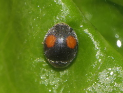 Cryptogonus