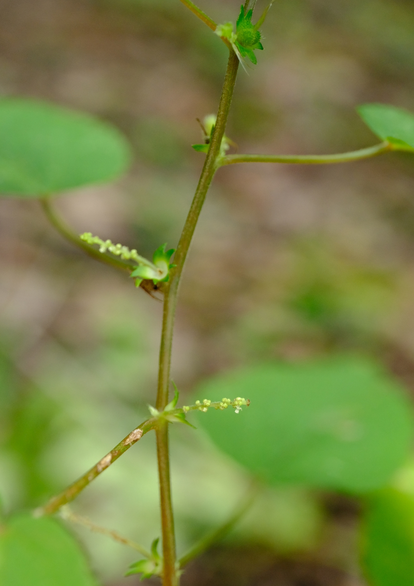 Acalypha psilostachya