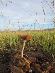 Bolbitius coprophilus