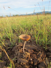 Bolbitius coprophilus