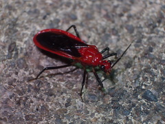 Vilius melanopterus