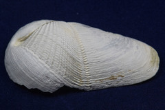Penitella penita