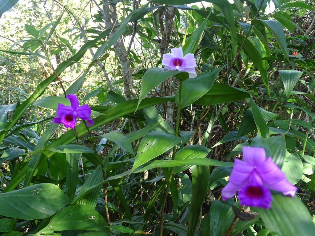 Sobralia macdougallii