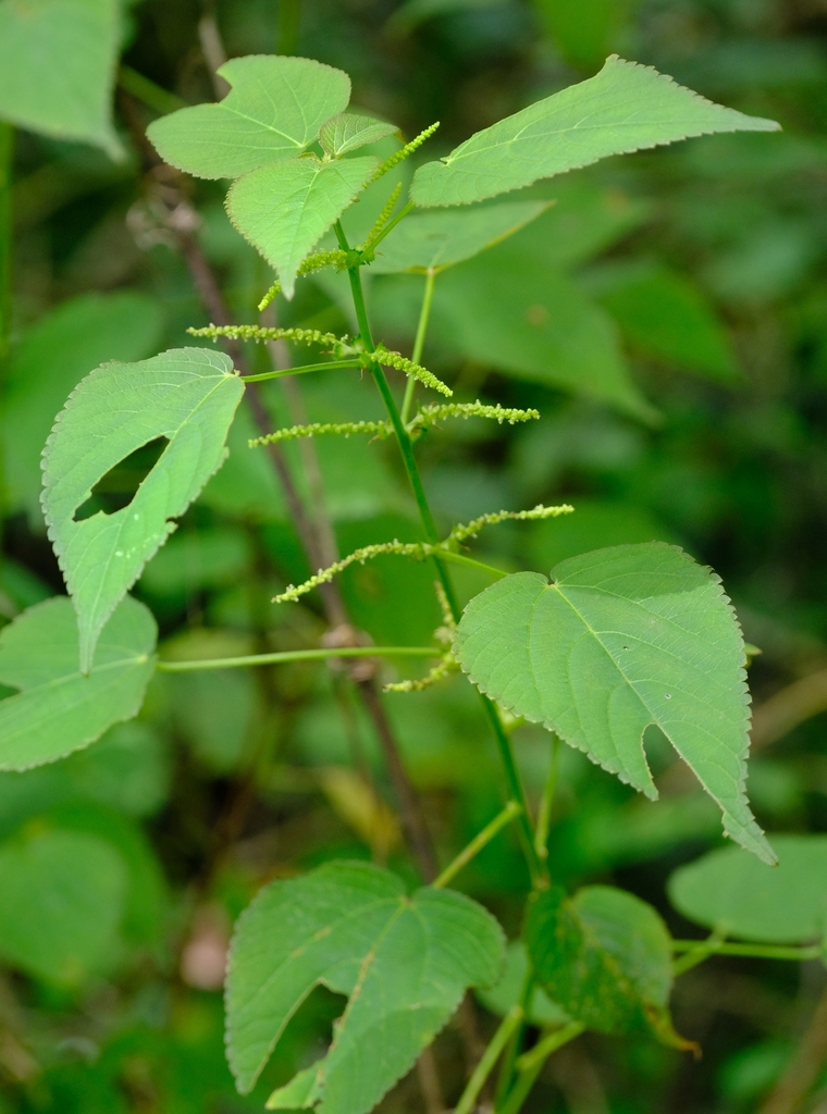 Acalypha fimbriata Schumach. & Thonn.