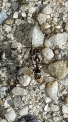 Dorymyrmex insanus