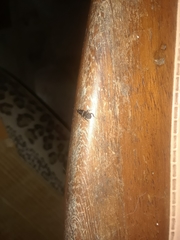 Blattodea