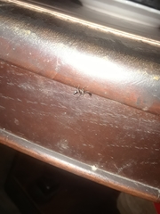 Blattodea