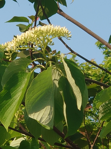 Image of Cornus controversa by (c) WATANABE Hitoshi 渡辺仁, some rights reserved (CC BY)