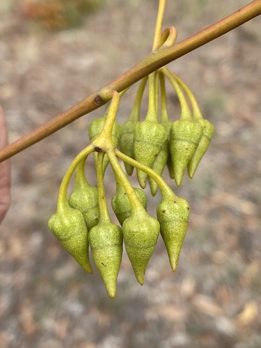 Ironcaps Silver Mallet (Eucalyptus rugulata)