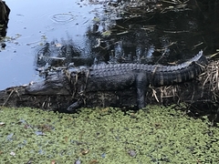 Alligator mississippiensis