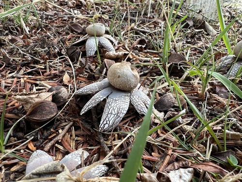 Astraeus hygrometricus