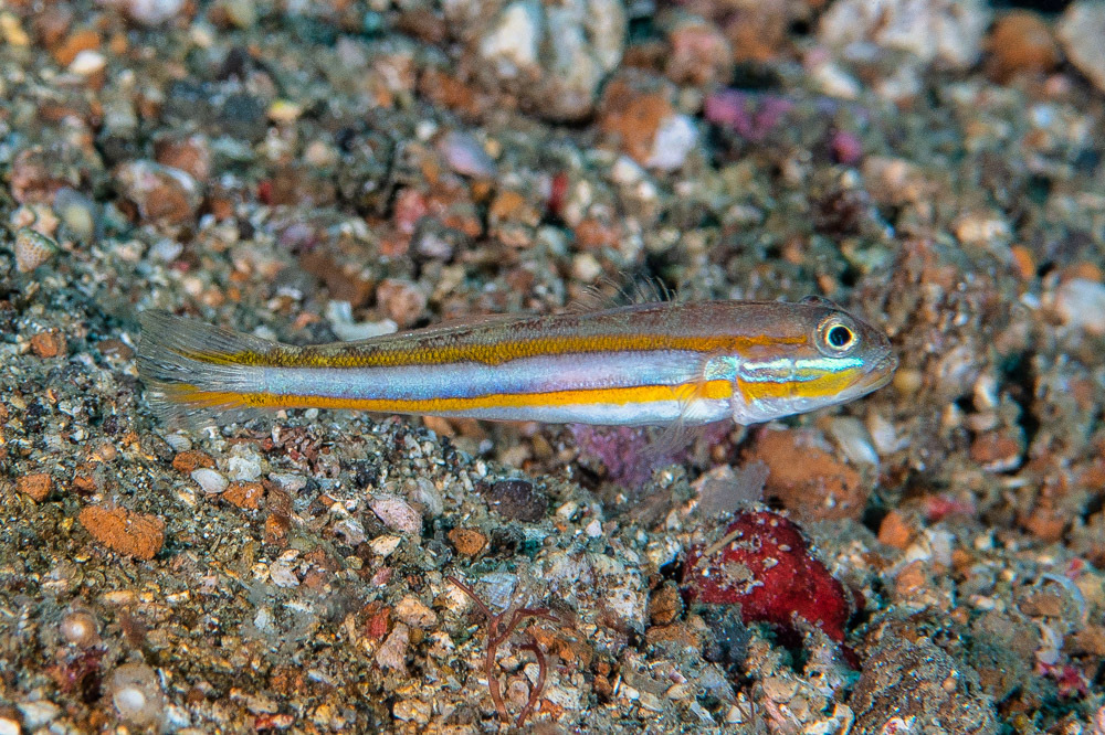 Yano's Glidergoby