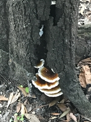 Fungi