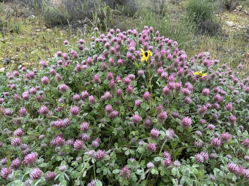 Trifolium hirtum iNat (3)