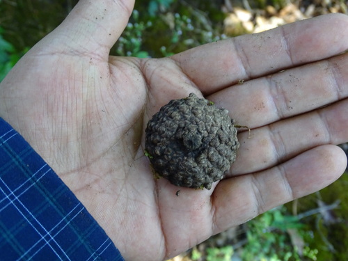 Quercus corrugata