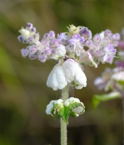 Platostoma rotundifolium, 2023-04-04