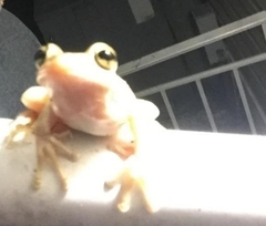 Osteopilus septentrionalis