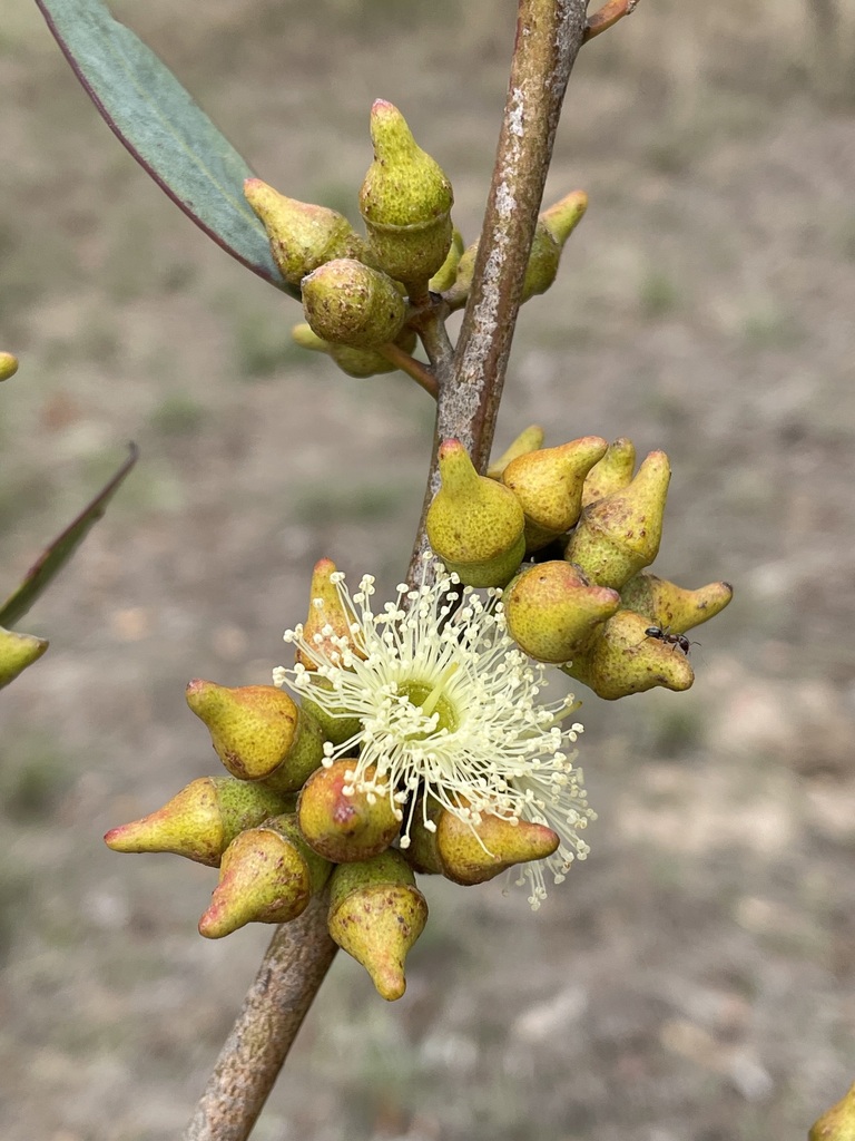 Eucalyptus indurata 2