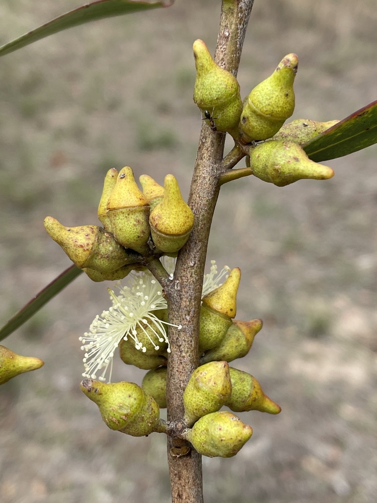 Eucalyptus indurata 3