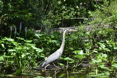 Ardea herodias