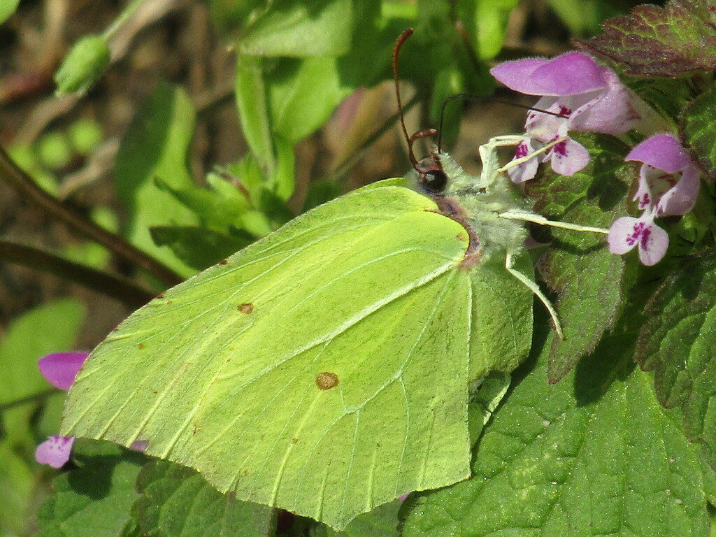 Common brimstone (Gonepteryx rhamni)