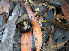 Victaphanta compacta
