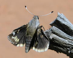 Megathymus yuccae