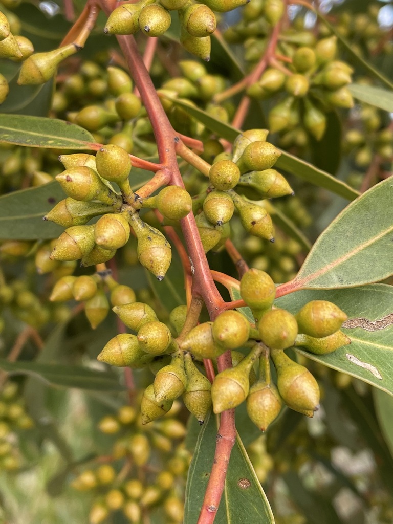 Eucalyptus relicta