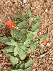 Sphaeralcea coccinea