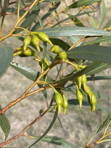 Ridge-top Mallet (Eucalyptus singularis)